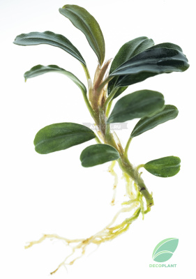 Буцефаландра Брауни Феникс, шт Буцефаландра Брауни Феникс, шт